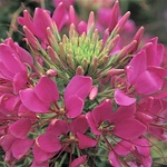 Cleome Sparkler Rose