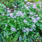 Conoclinium Coelestinum