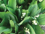 Convallaria