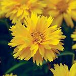Coreopsis Double the Sun