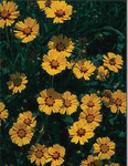 Coreopsis Baby Sun
