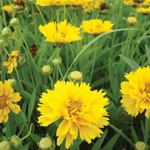 Coreopsis Early Sunrise