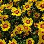 Coreopsis MakeUp