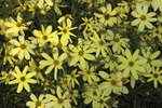 Coreopsis Moonbeam Verticillata