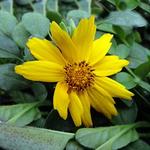 Coreopsis Nana Elfin Gold