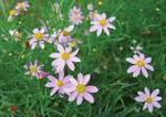 Coreopsis Rosea Pink Verticillata