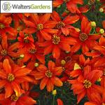 Coreopsis Sizzle and Spice Crazy Cayenne