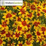Coreopsis Sizzle and Spice Curry Up