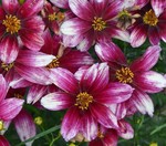 Coreopsis Sizzle and Spice Zesty Zinger