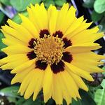 Coreopsis Sunfire