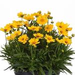 Coreopsis UpTick Gold
