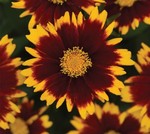 Coreopsis Uptick Red