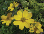 Coreopsis Zagreb Verticillata