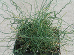 Grass Big Twister Corkscrew Rush