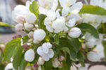 Crabapple Spring Snow