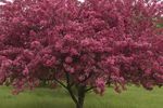 Crabapple Prairifire