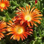 Delosperma Granita Orange