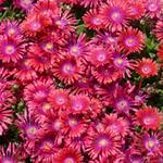 Delosperma Granita Raspberry
