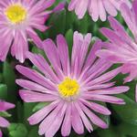 Delosperma Jewel of Desert Candystone