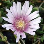 Delosperma Lavender Ice