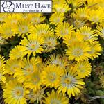 Delosperma Mountain Dew