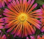 Delosperma Ocean Sunset Orange Glow