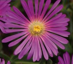 Delosperma Ocean Sunset Violet