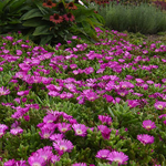 Delosperma Ocean Sunset Violet Flare