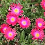 Delosperma Jewel of Desert Garnet