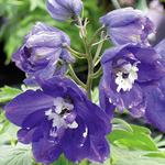 Delphinium Pacific Giants Black Knight