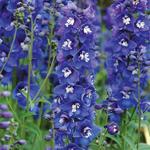 Delphinium Dasante Blue