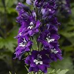 Delphinium Dark Blue White Bee