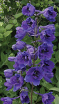 Delphinium Dark Blue/Dark Bee