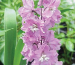Delphinium Lilac Pink White Bee