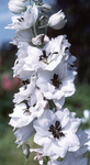 Delphinium White/Dark Bee