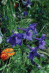 Delphinium Butterfly Blue