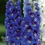 Delphinium Guardian Blue