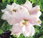 Delphinium Cherry Blossom White Bee