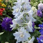 Delphinium Magic Fountains Sky Blue