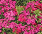 Dianthus Barbatus Amazon Neon Duo