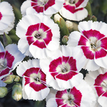 Dianthus American Pie Berry a la Mode