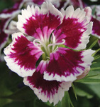 Dianthus Barbarini Purple Picotte