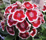 Dianthus Barbarini Red Picotte