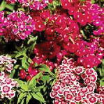 Dianthus Barbatus Indian Carpet
