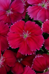 Dianthus Coronet Cherry Red