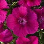 Dianthus Coronet Purple
