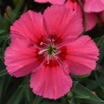 Dianthus Coronet Salmon Red Eye