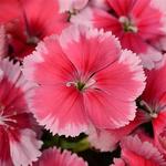 Dianthus Coronet Strawberry