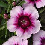 Dianthus Coronet White/Purple Eye