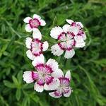 Dianthus Deltoides Arctic Fire